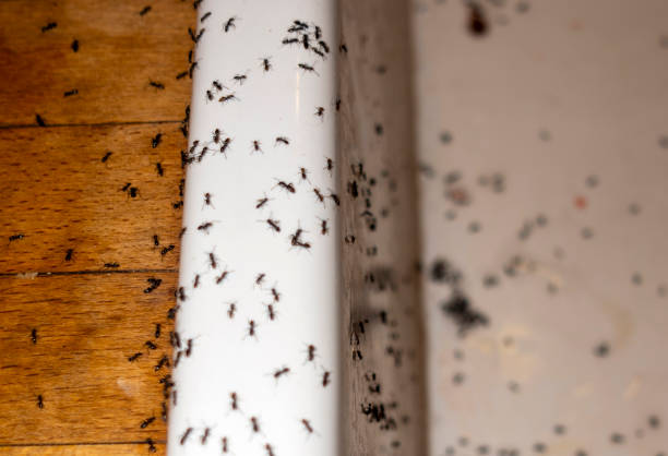 Best Ant Control Services  in Decatur, TN
