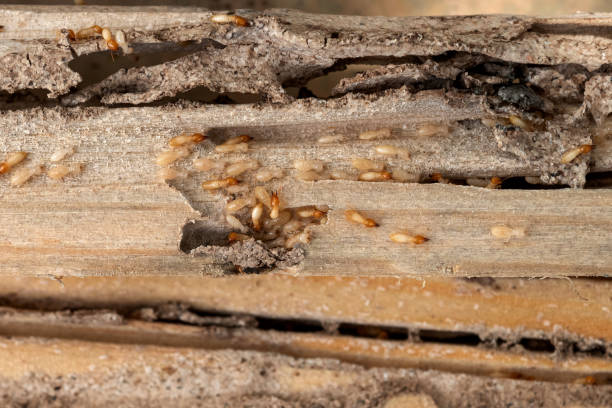 Best Best Pest Control Companies  in Decatur, TN